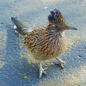 Arizona Road Runner